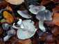 Bükki pereszke (Tricholoma sciodes), Budai-hegység